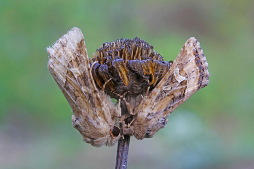 Luperina dumerili